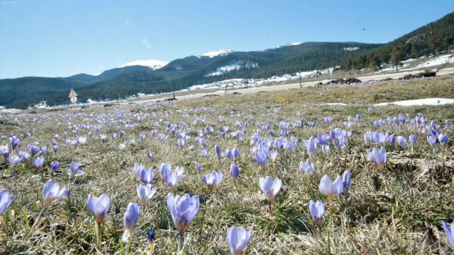 Bolu’da baharın müjdecisi çiğdemler çiçek açtı