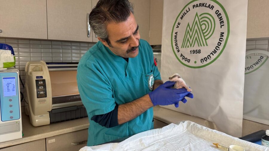 Burhaniye’de bulunan porsuk yavrusu koruma altına alındı