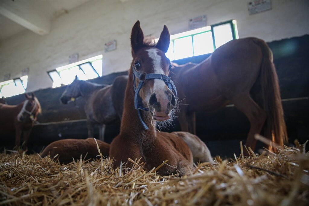 Bursa’daki TİGEM harasında şampiyon adayı taylar dünyaya gözlerini açıyor