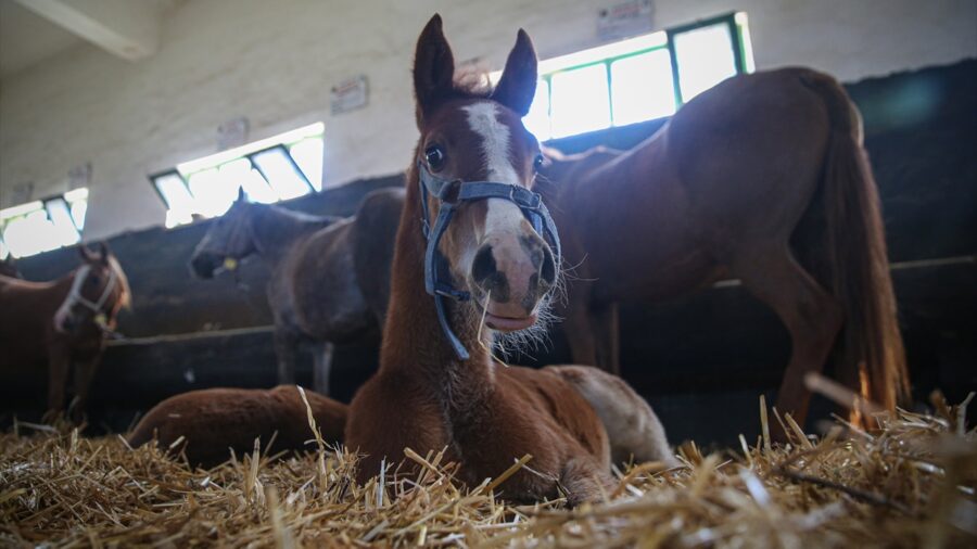 Bursa’daki TİGEM harasında şampiyon adayı taylar dünyaya gözlerini açıyor