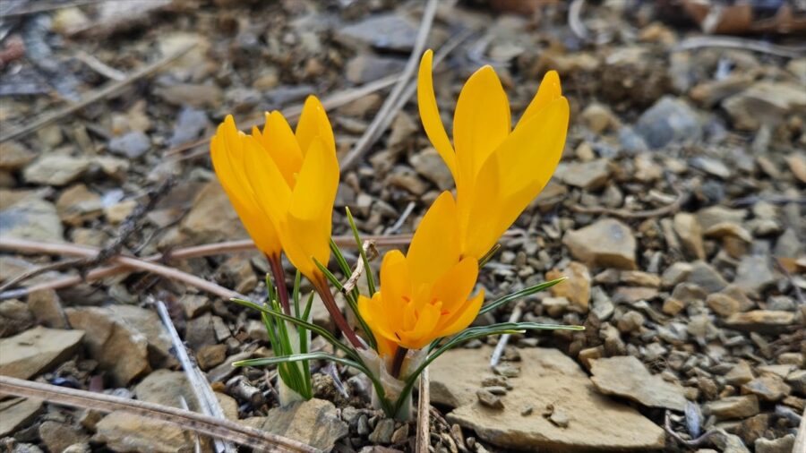 Çankırı’da baharın müjdecisi çiğdemler çiçek açtı