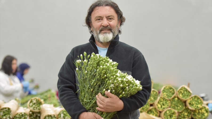Çiçek üreticileri İngiltere’de 15 Mart’ta kutlanacak Anneler Günü için yoğun mesai yaptı