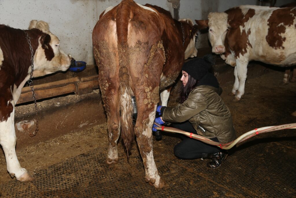 Devlet desteğiyle besi çiftliği kuran girişimci kadın hayvan sayısını artırmayı hedefliyor