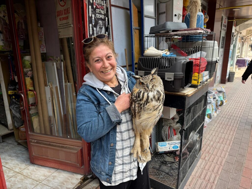 Elazığ’da yaralı bulunan puhu tedaviye alındı