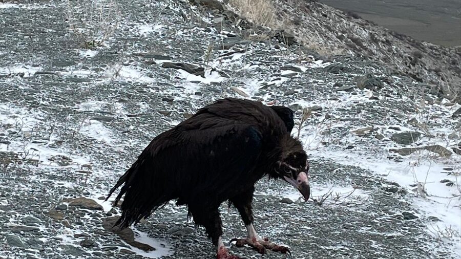 Eskişehir’de yaralı 3 şahin ve 1 kara akbaba tedavi edildi