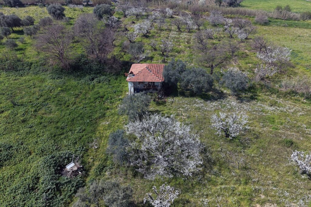 Gediz Ovası’ndaki meyve ağaçları çiçek açtı