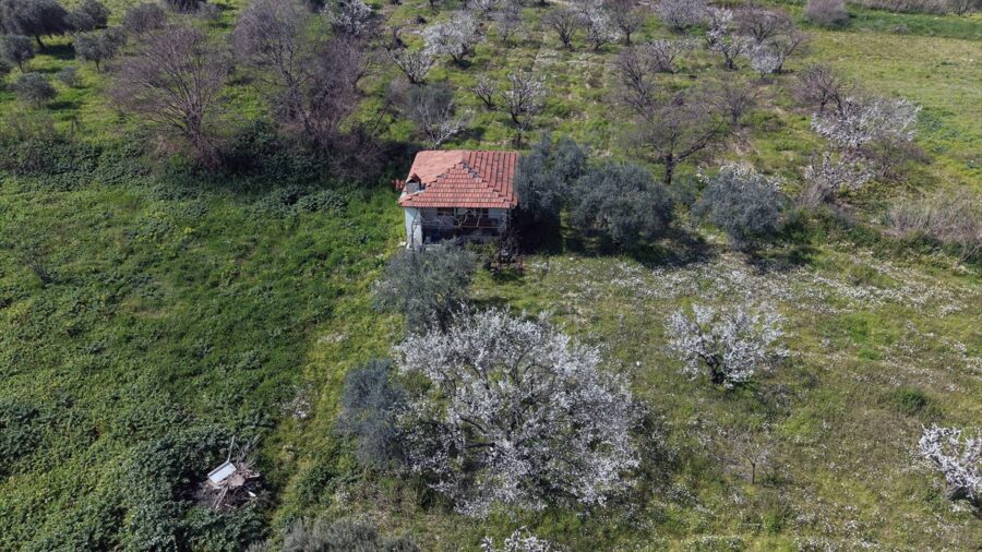Gediz Ovası’ndaki meyve ağaçları çiçek açtı