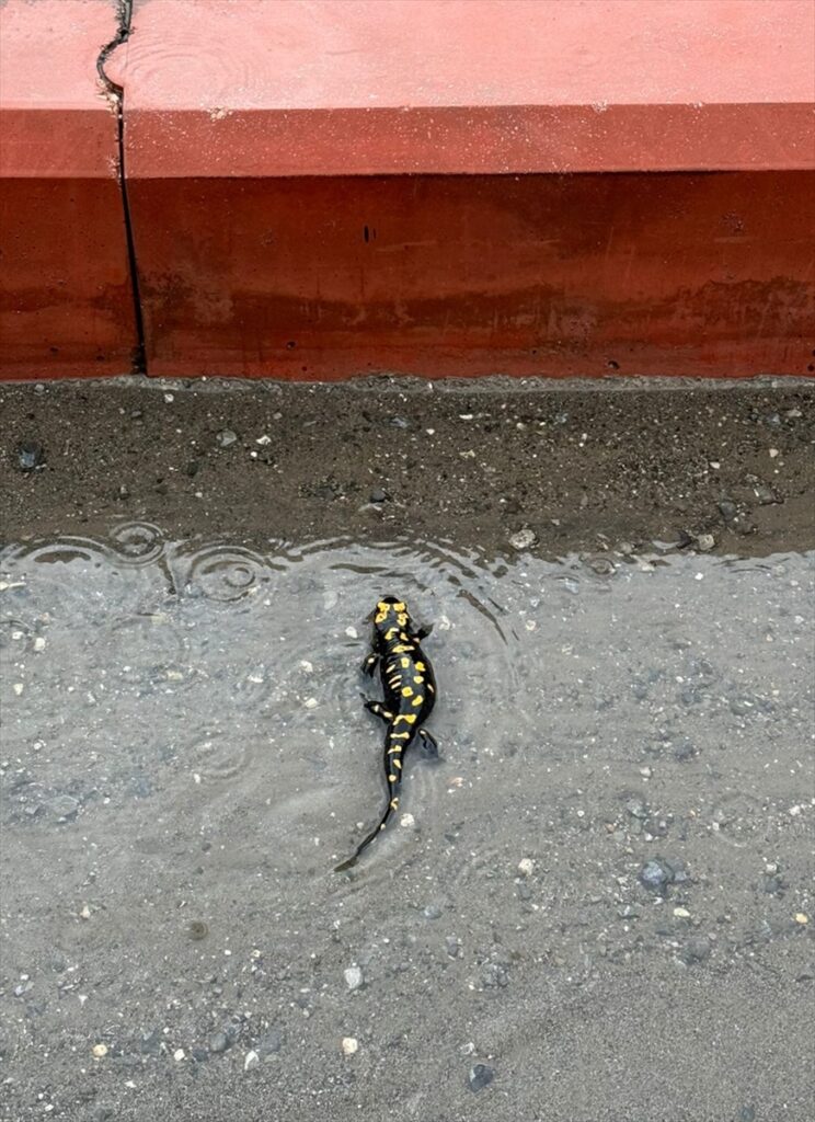 Hatay’da nesli tehlike altındaki sarı benekli semender görüldü