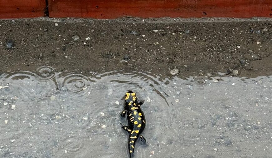 Hatay’da nesli tehlike altındaki sarı benekli semender görüldü
