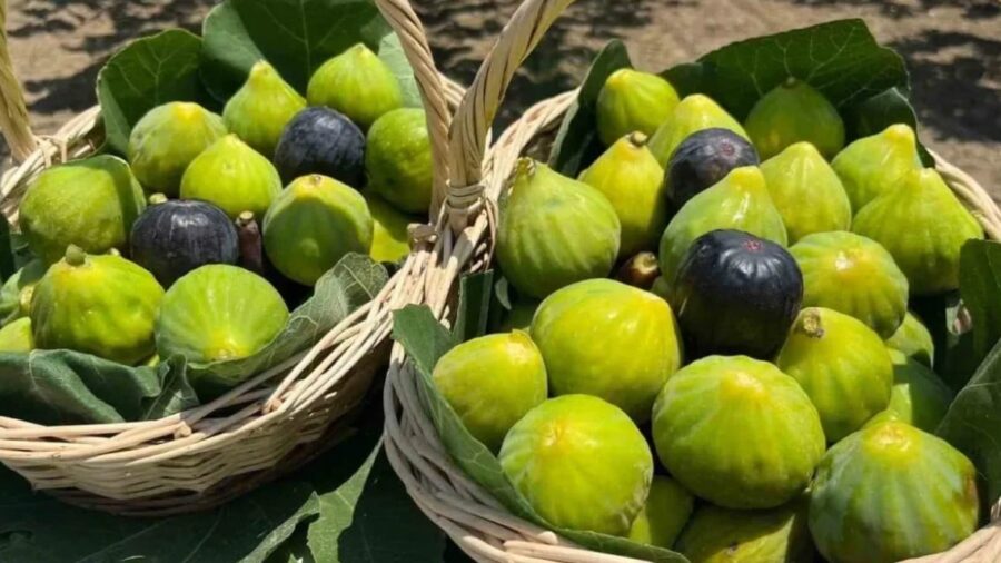 Türkiye inciri dünya listesinde 1 numara