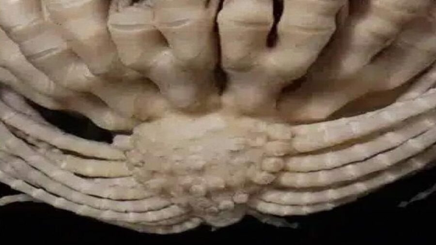 1900 derinlikte keşfedildi: 20 kolu var, çileğe benziyor