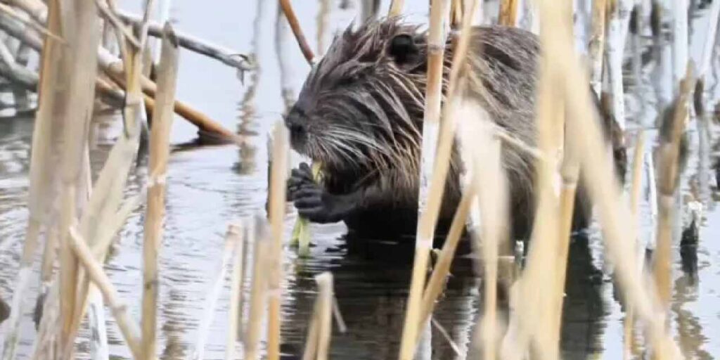 ‘Esrarengiz fare’: Su maymunu Ağrı Dağı eteklerinde görüntülendi