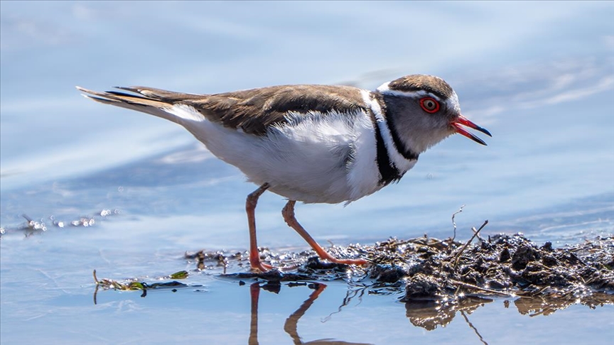 “Takkeli cılıbıt” kuşu ülkemizi şereflendirdi