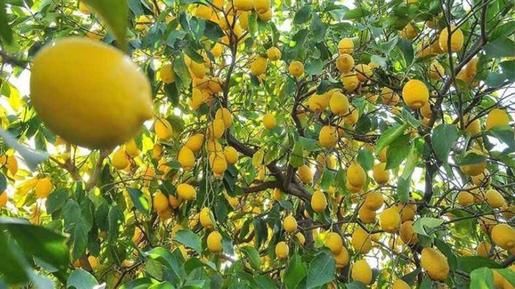 Limonda üretici fiyatı bir yılda yüzde 410 arttı