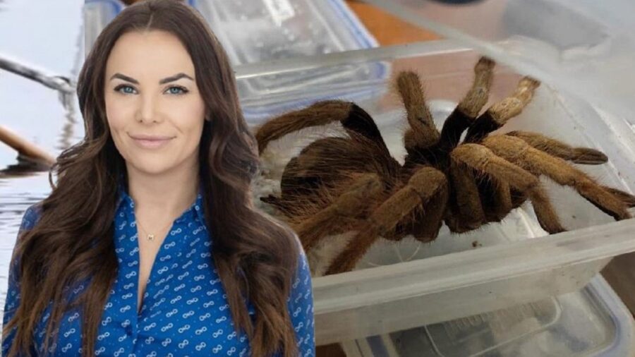 Kiracısının üstüne canlı tarantula attı