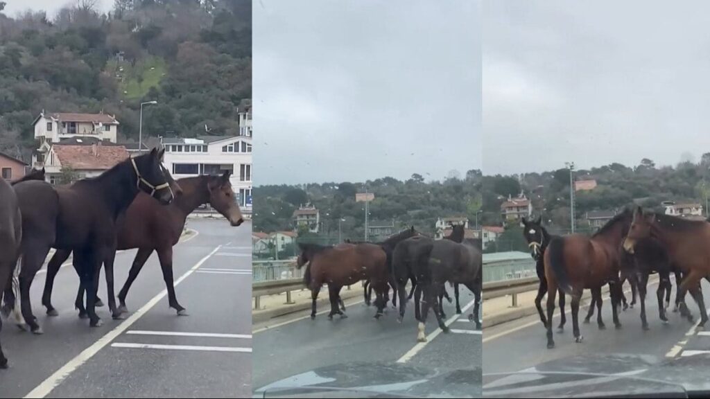 Yılkı atları Beykoz’da trafiği durdurdu