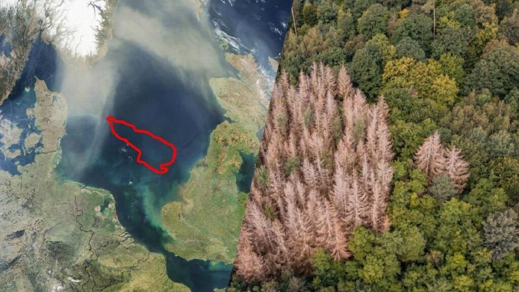 Doggerland ormanı: Buzulların altında ‘ceviz’ ağaçları bulundu