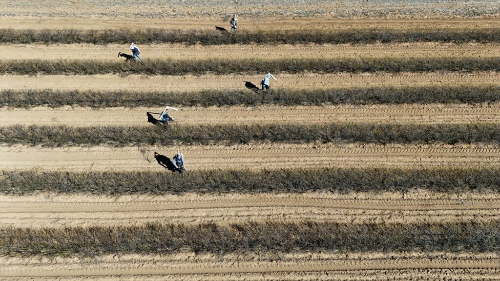 Isparta’nın gül bahçelerinde hasat öncesi budama mesaisi yapılıyor