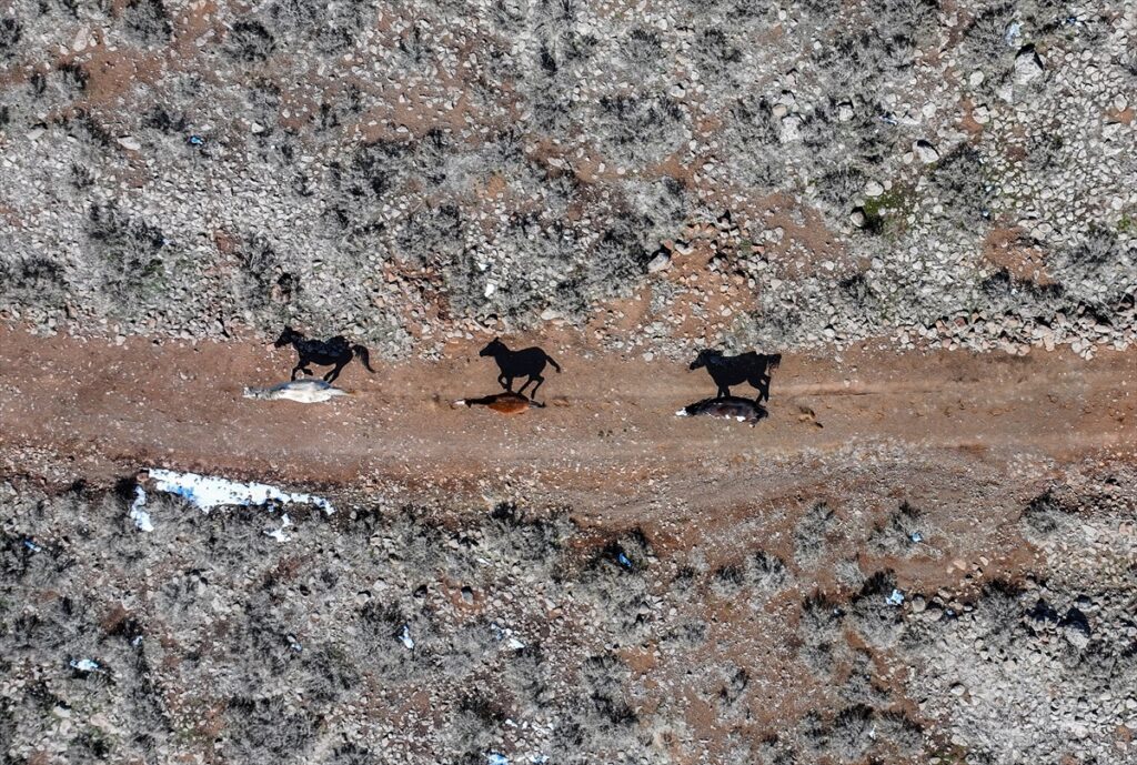 Karacadağ’da yılkı atları dronla görüntülendi