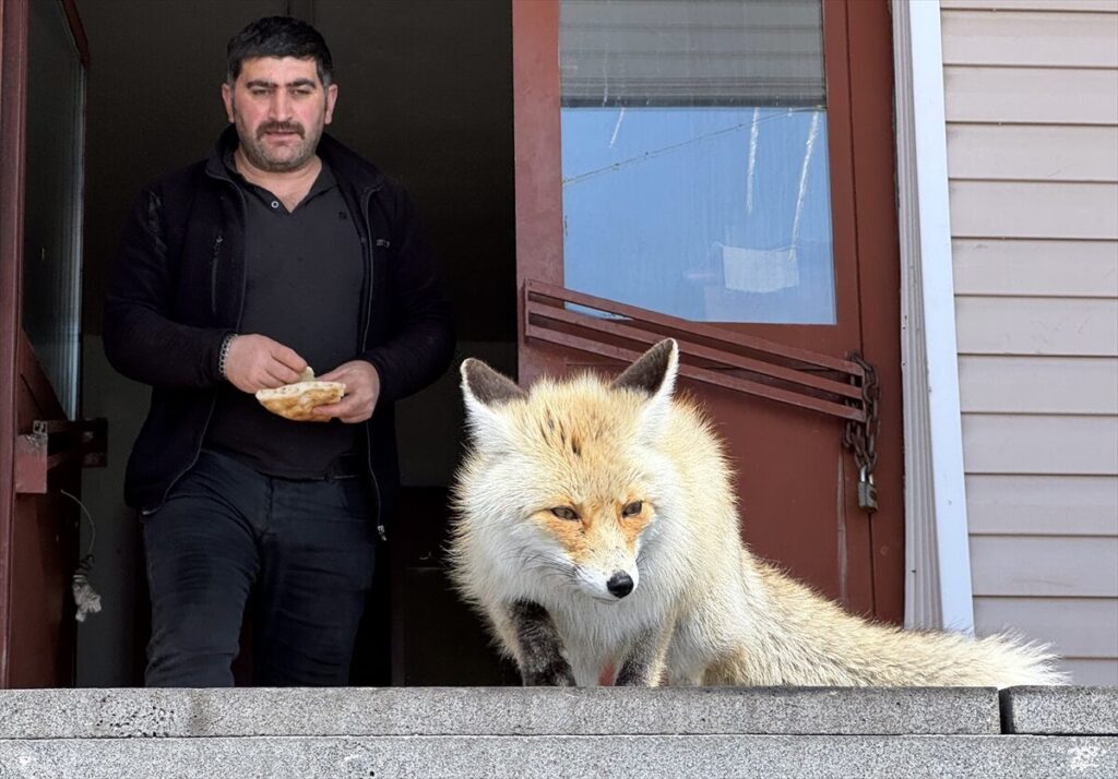 Karla mücadele ekipleri zorlu kış koşullarında aç kalan tilkileri besliyor