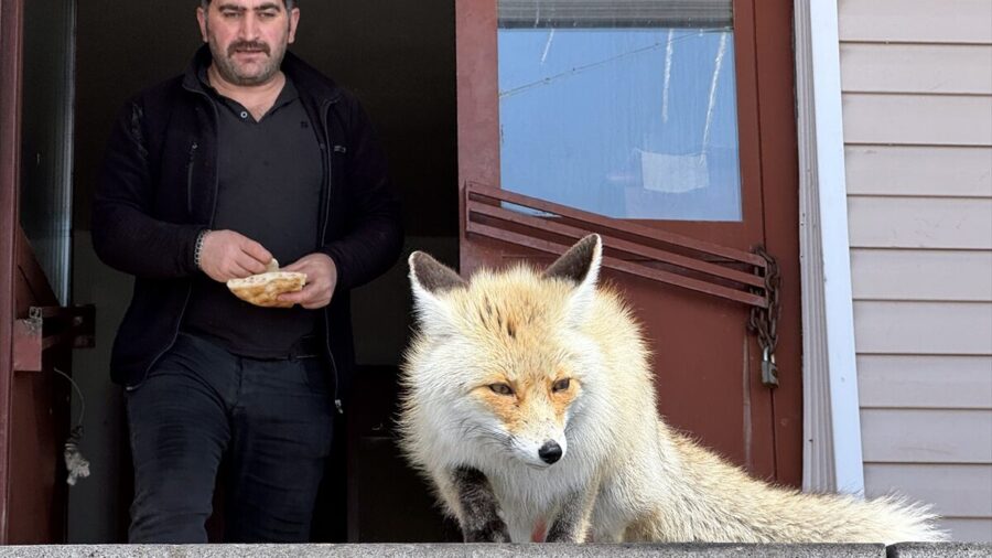 Karla mücadele ekipleri zorlu kış koşullarında aç kalan tilkileri besliyor