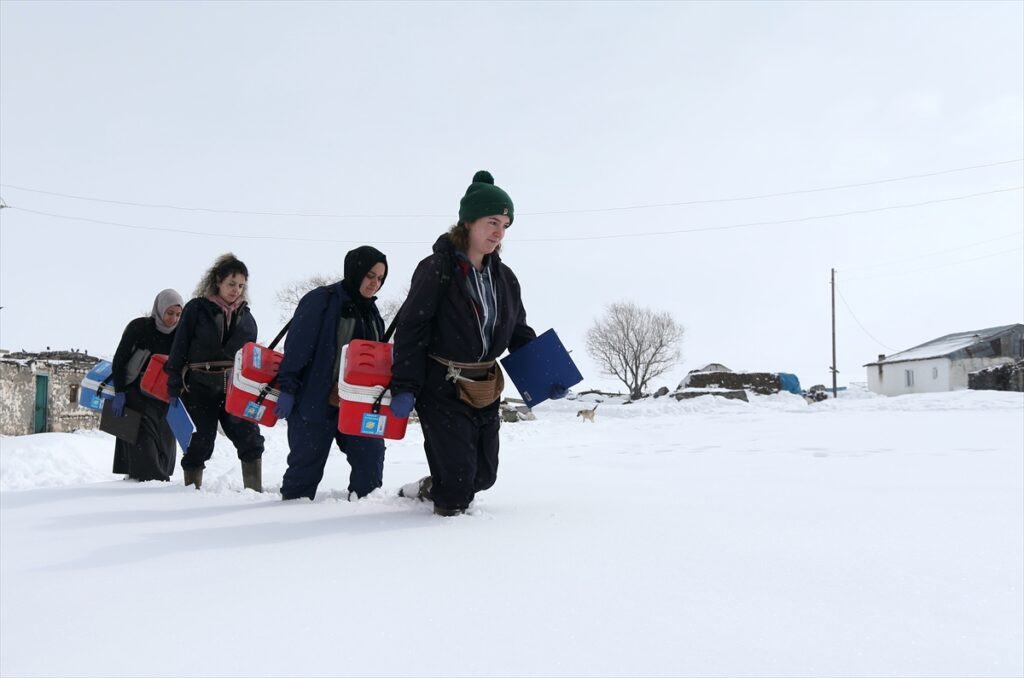 Kars’ta kadın veterinerler hayvan sağlığı için kar kış demeden sahada