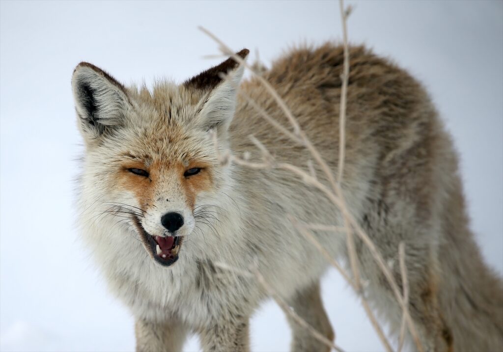 Kars’ta kızıl tilkiler avlanırken görüntülendi