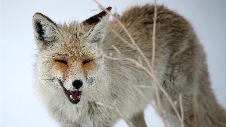 Kars’ta kızıl tilkiler avlanırken görüntülendi