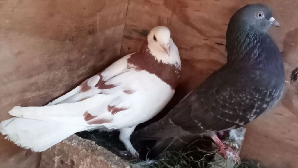 Sosyal Medya Mezatçıları Hazine’nin Takibinde