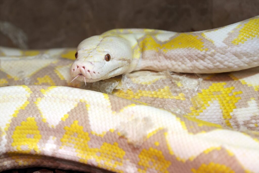 Konya’daki merkezde albino pitonlara özel şartlarda bakılıyor