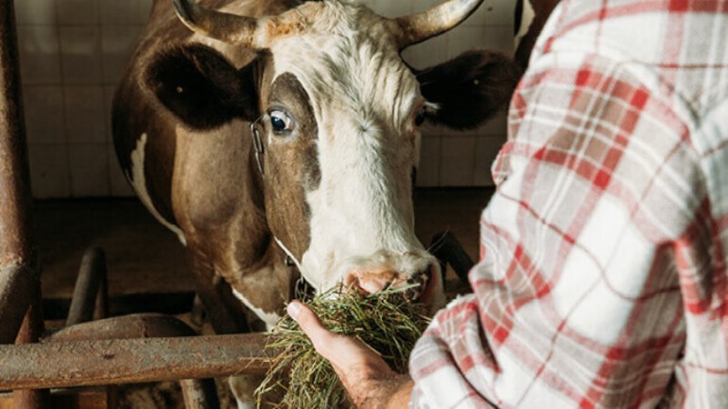 Tarlası, bahçesi olanın kurban kesmesi