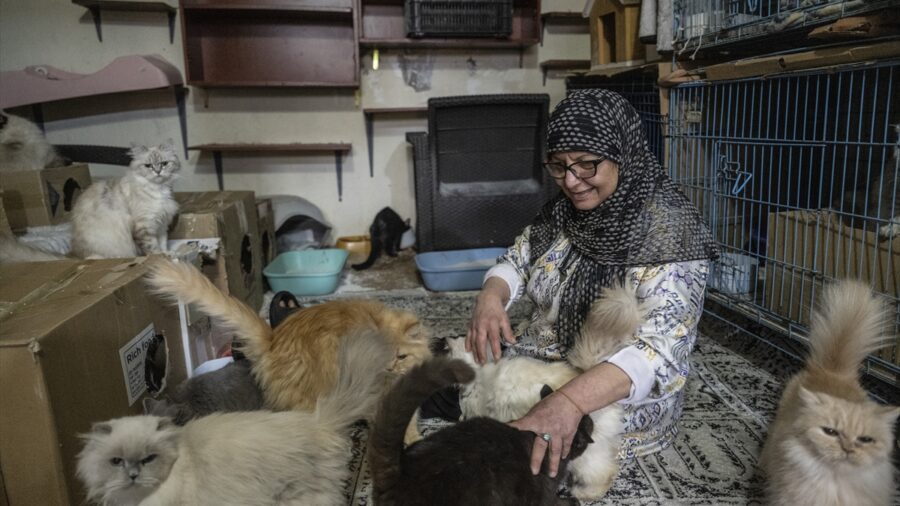 Lübnanlı hayvansever Abadi, İsrail saldırıları altındaki Dahiye’den 40 kedisiyle ayrılmak zorunda kaldı
