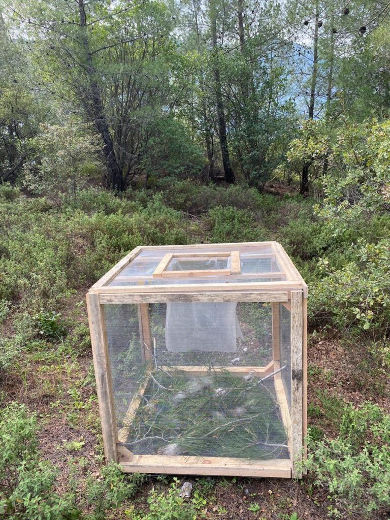 Marmaris’te çam kese böceğiyle kafes yöntemiyle mücadele ediliyor