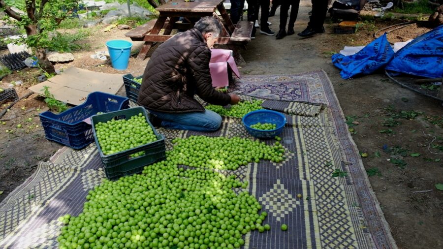 Mersin’de örtü altında yetiştirilen erikte hasat mesaisi sürüyor