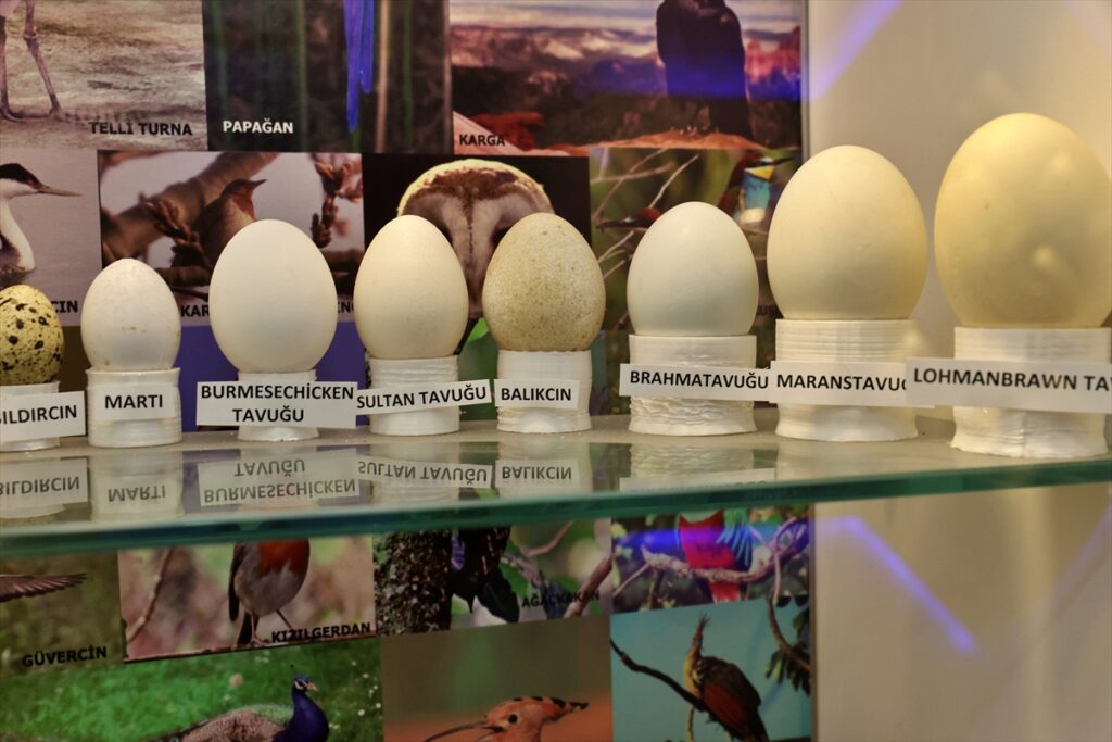 Okulda kurulan müzede öğrenciler doğayı okul ortamında keşfediyor