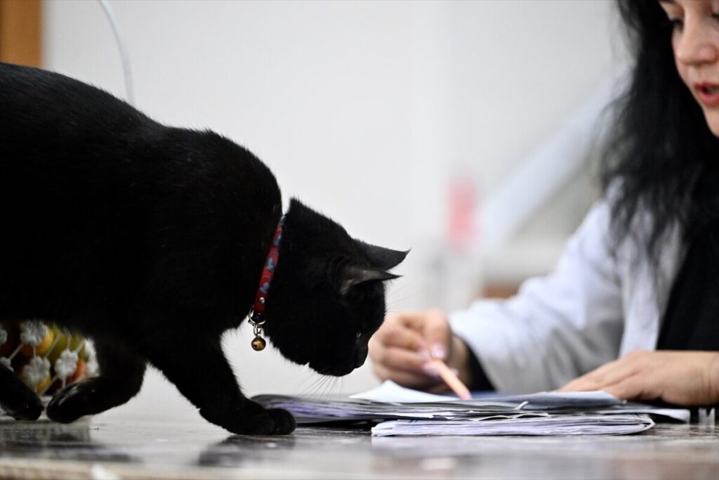 Sevimli kedi “Şükufe” kursiyerlerin neşe kaynağı oldu