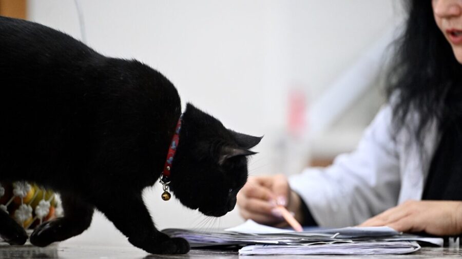 Sevimli kedi “Şükufe” kursiyerlerin neşe kaynağı oldu