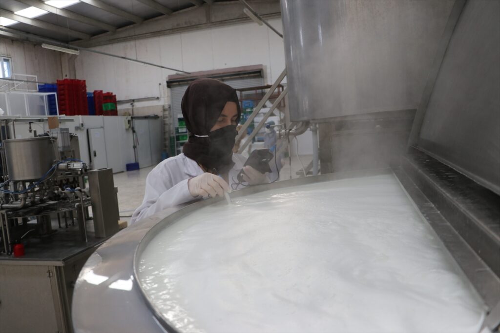 Tekirdağlı kadınlar her gün 7 ton sütü lezzete dönüştürüyor