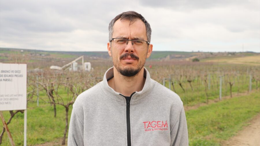 Tescillenen “Gün Işığı” üzümünün yaygınlaştırılması hedefleniyor