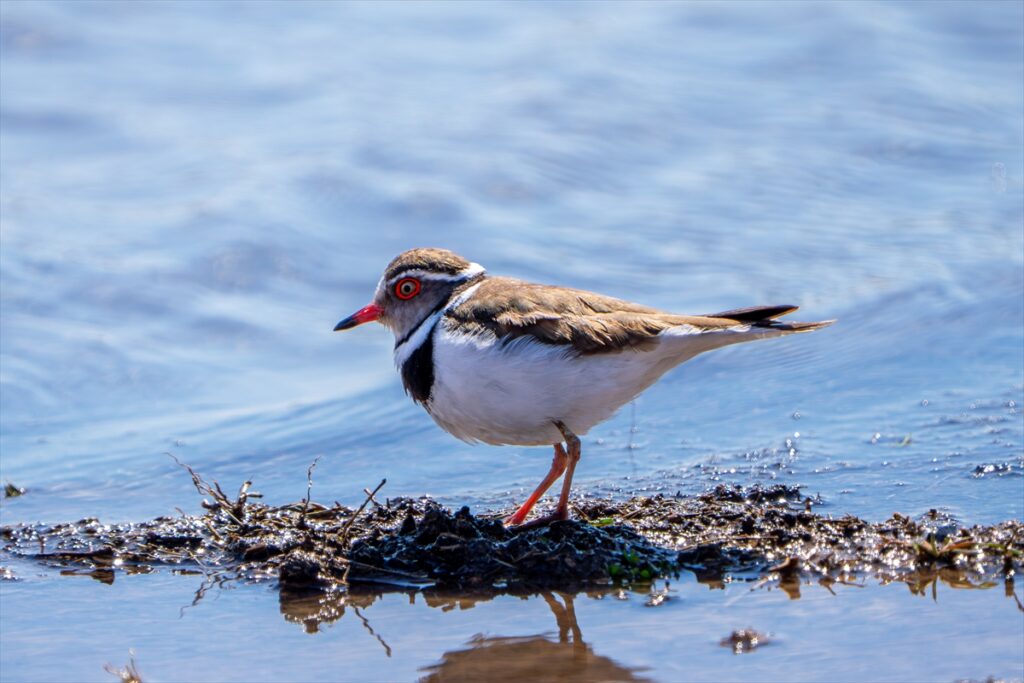 Türkiye’de ilk kez “takkeli cılıbıt” kuşu, Gaziantep’te görüldü