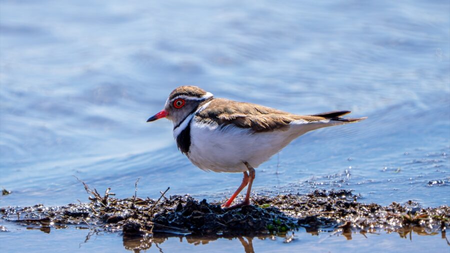 Türkiye’de ilk kez “takkeli cılıbıt” kuşu, Gaziantep’te görüldü