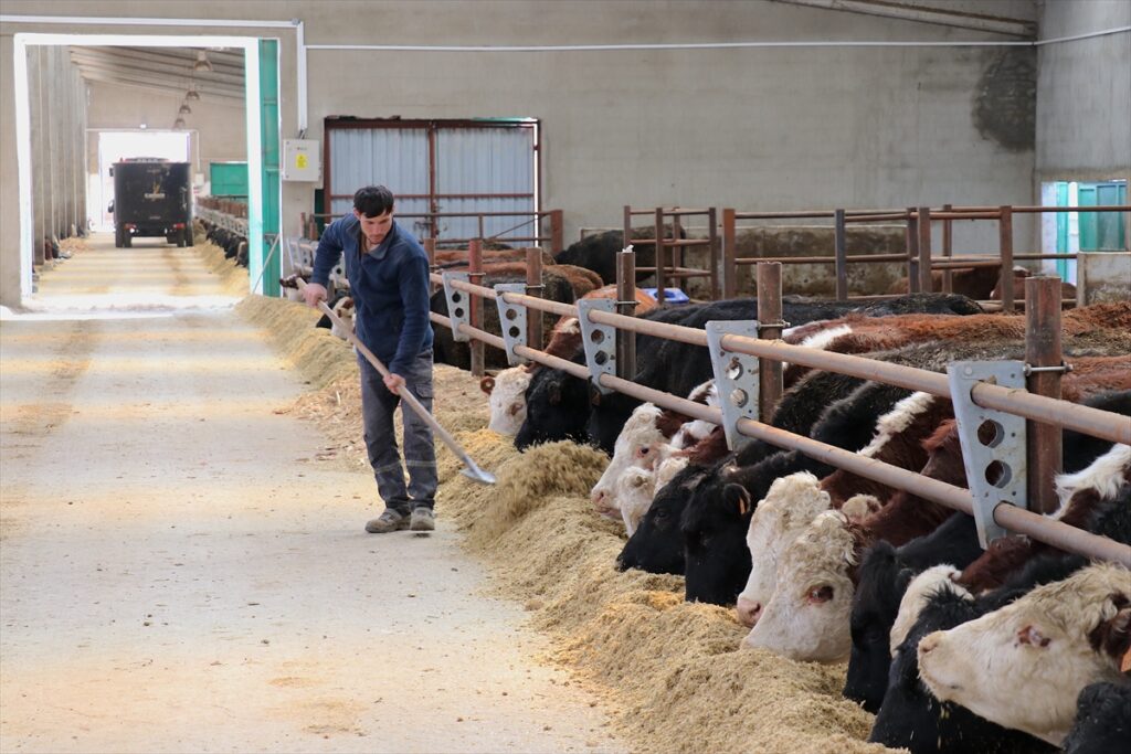 Van’da kurulan Düve Yetiştirme Merkezi büyükbaş hayvancılığı katkı sunacak