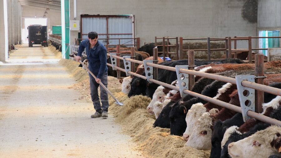 Van’da kurulan Düve Yetiştirme Merkezi büyükbaş hayvancılığı katkı sunacak