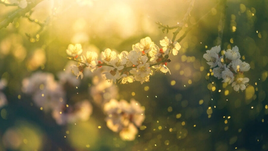 Polen Alerjisine Karşı Etkili Beş Önlem