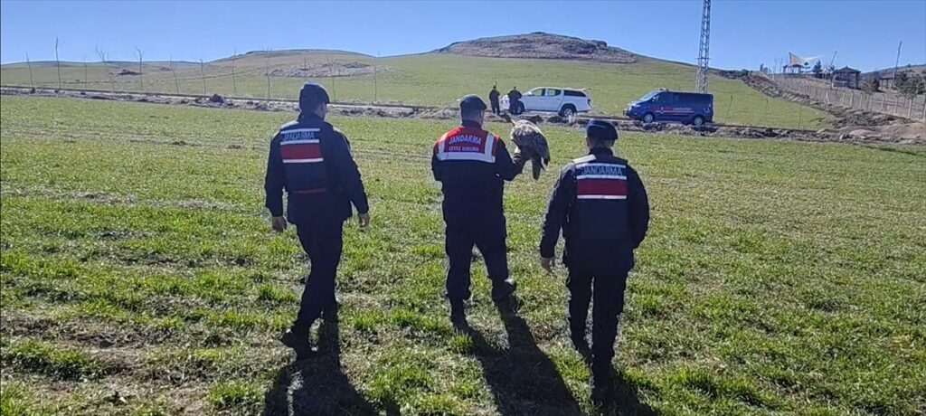 Yozgat’ta yaralı bulunan puhu tedaviye alındı