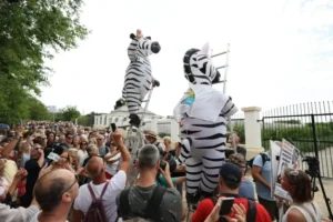 Macaristan’da Orban’ın kader seçiminde muhalefetin en önemli sembolü neden zebra?